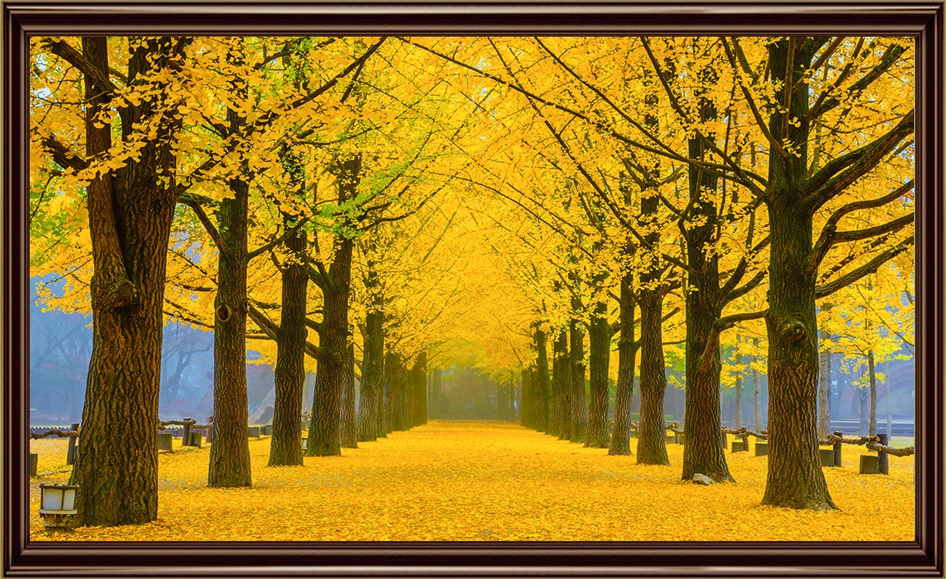 Bộ tranh phong cảnh lá vàng mùa thu